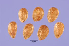   Seeds:   Campanula glomerata ; Photo by C. Ritchie, USDA-NRCS Plants Database
